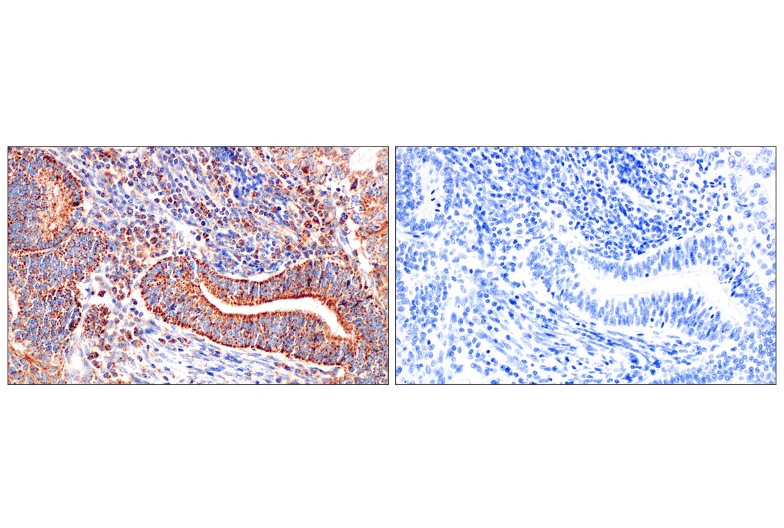 Immunohistochemistry Image 9: Frataxin (F4V2S) Rabbit Monoclonal Antibody
