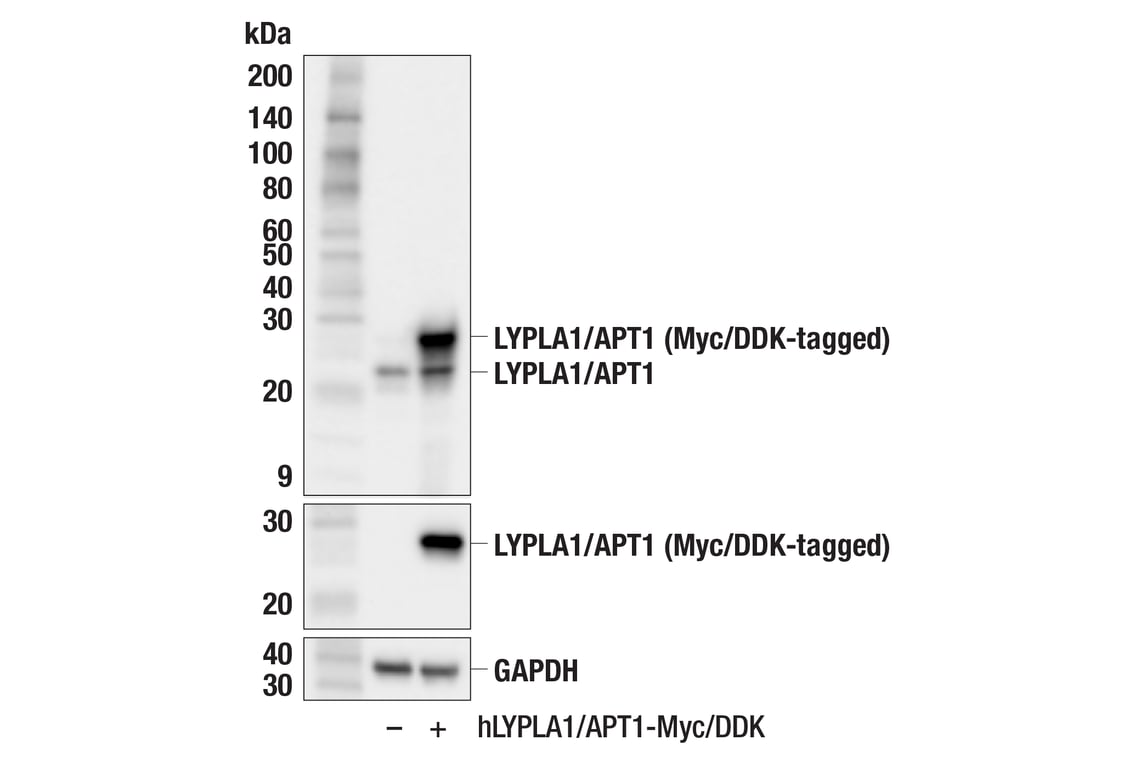 Western Blotting Image 2: LYPLA1/APT1 (F7H3F) Rabbit Monoclonal Antibody