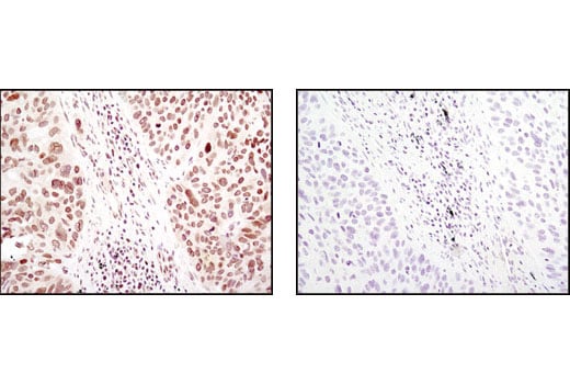 Immunohistochemistry Image 1: SUMO-1 (C9H1) Rabbit Monoclonal Antibody (BSA and Azide Free)