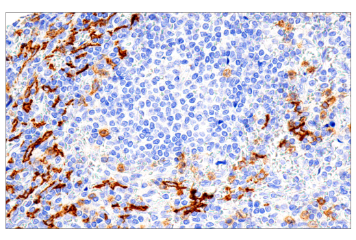 Immunohistochemistry Image 2: CD16 (2H7) Mouse Monoclonal Antibody