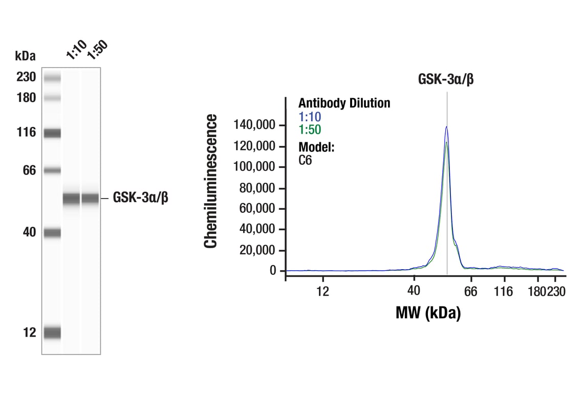 undefined Image 32: Alzheimer's Disease Antibody Sampler Kit