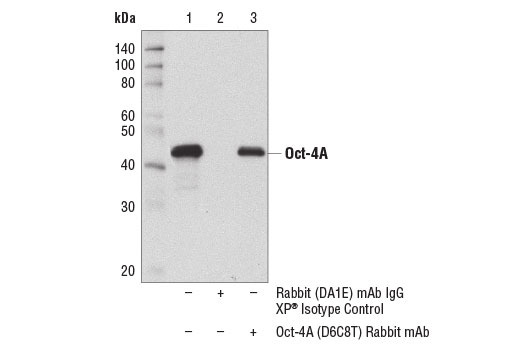 Immunoprecipitation Image 1: Oct-4A (D6C8T) Rabbit Monoclonal Antibody