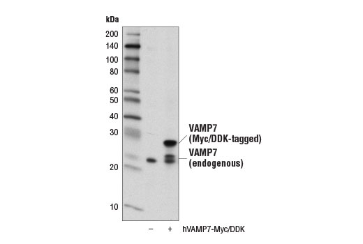 Western Blotting Image 2: VAMP7 (D4D5J) Rabbit Monoclonal Antibody