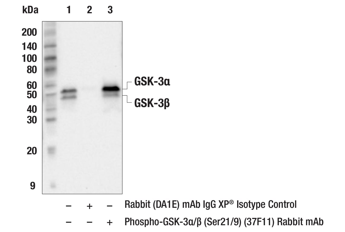 Immunoprecipitation Image 1: Phospho-GSK-3 alpha/beta (Ser21/9) (37F11) Rabbit Monoclonal Antibody