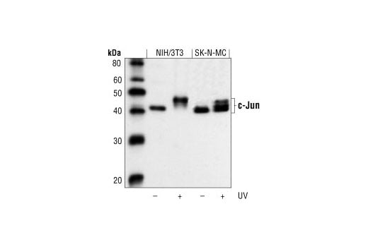 Western Blotting Image 2: c-Jun (60A8) Rabbit Monoclonal Antibody