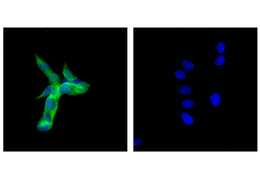 Immunofluorescence Image 1: Enolase-2 (E7D7I) Rabbit Monoclonal Antibody