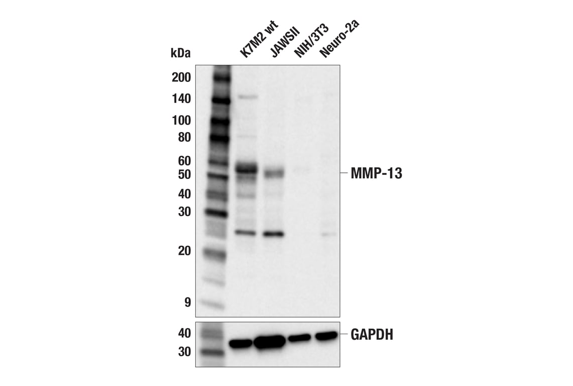 Western Blotting Image 2: MMP-13 (E3Q4Y) Rabbit Monoclonal Antibody