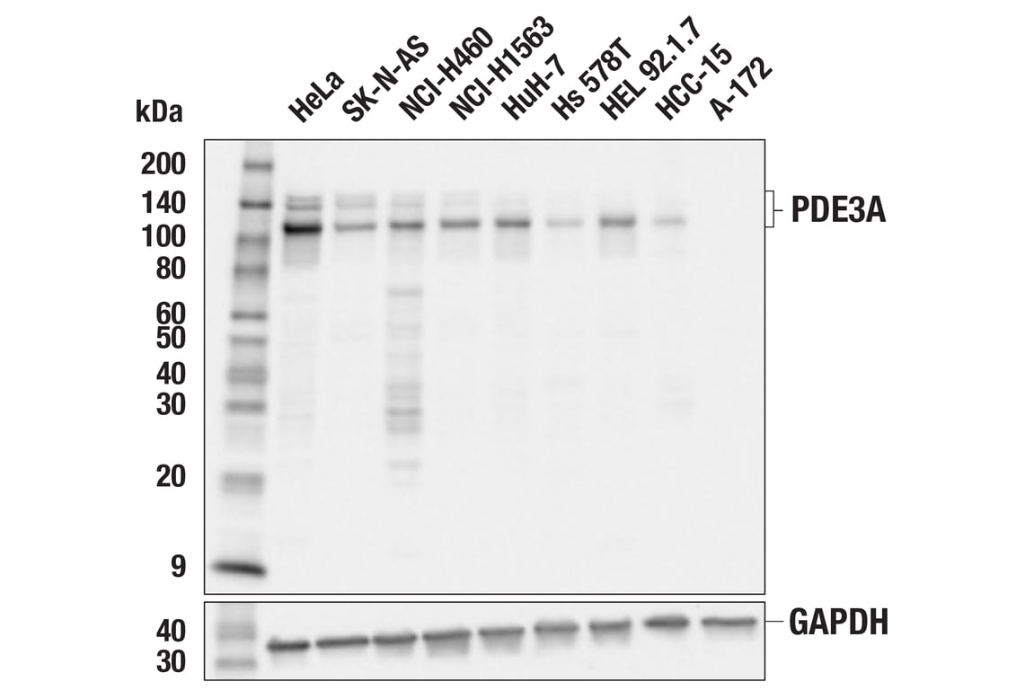 Western Blotting Image 2: PDE3A (F7I6O) Rabbit Monoclonal Antibody