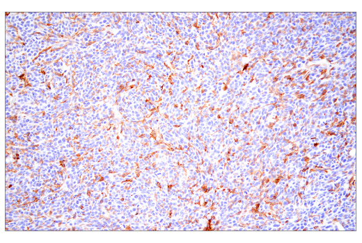 Immunohistochemistry Image 1: CD86 (E5W6H) Rabbit Monoclonal Antibody (BSA and Azide Free)