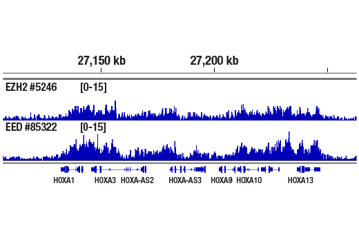 Chromatin Immunoprecipitation Image 1: EED (E4L6E) Rabbit Monoclonal Antibody