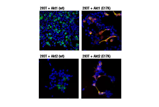 Immunofluorescence Image 1: Akt (E17K Mutant Specific) (D1T7P) Rabbit Monoclonal Antibody
