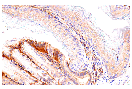 Immunohistochemistry Image 8: Crry (E9F1S) Rabbit Monoclonal Antibody