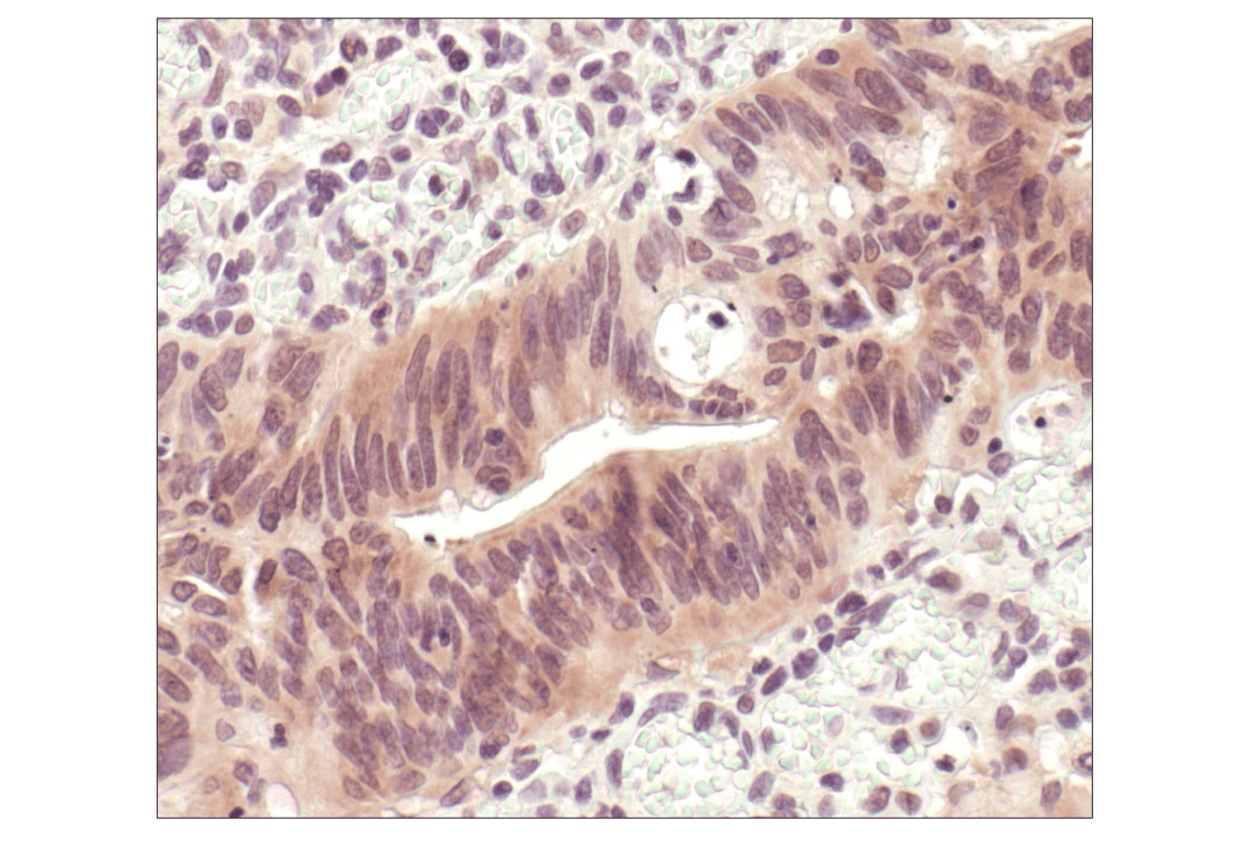 Immunohistochemistry Image 2: p44/42 MAPK (Erk1/2) (L34F12) Mouse Monoclonal Antibody (BSA and Azide Free)