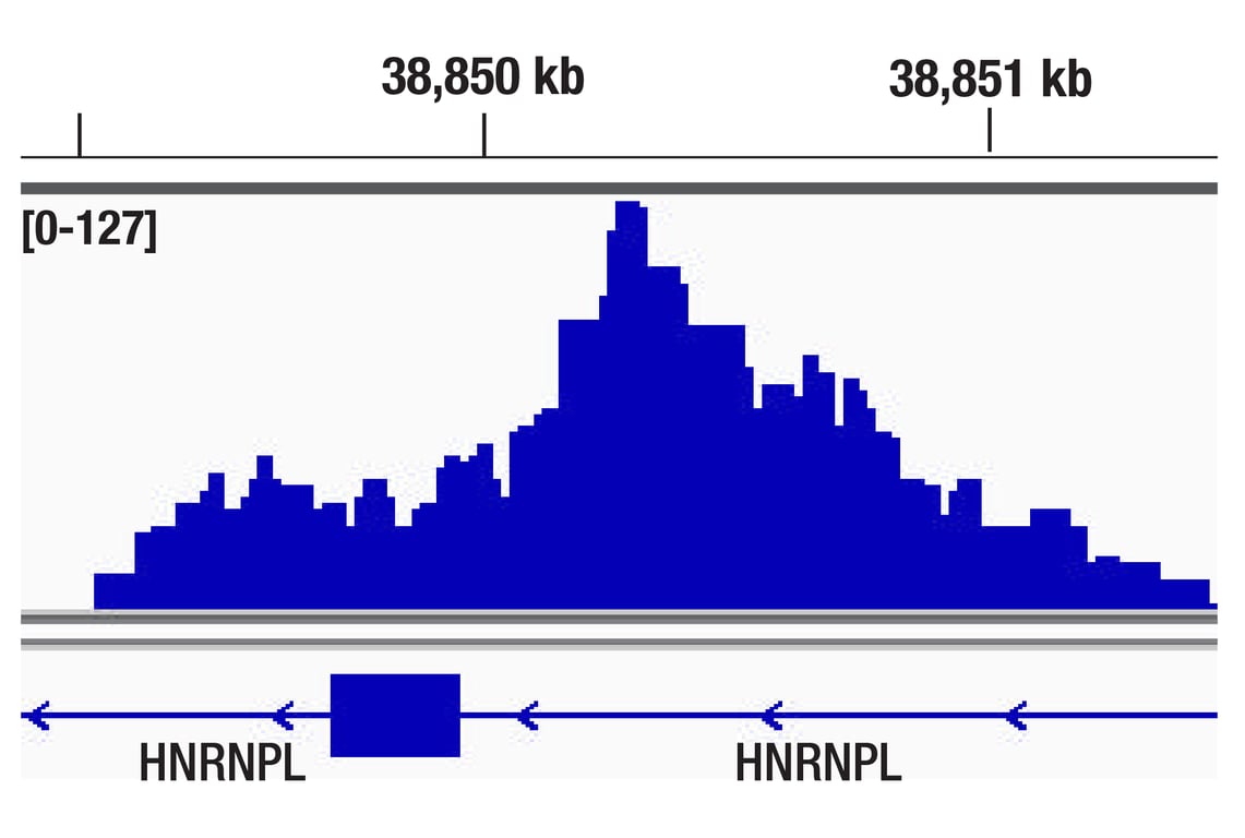 CUT & Tag Image 1: c-Myc/N-Myc (D3N8F) Rabbit Monoclonal Antibody