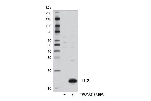 Western Blotting Image 2: IL-2 (D7A5) Rabbit Monoclonal Antibody