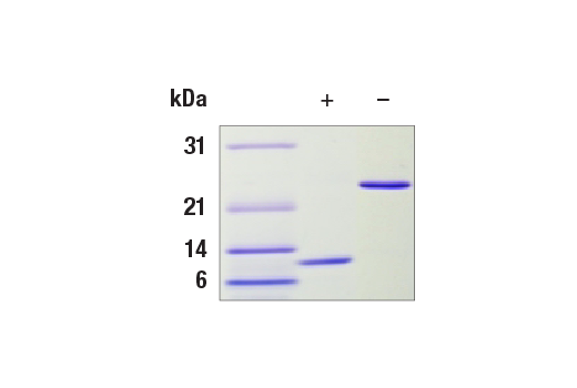 undefined Image 2: Human TGF-beta1 Recombinant Protein