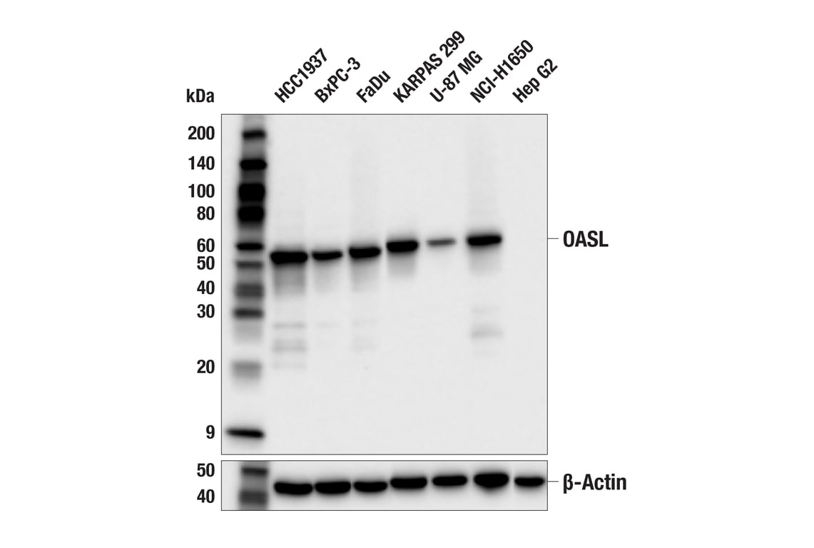 Western Blotting Image 2: OASL (E7W1R) Rabbit Monoclonal Antibody