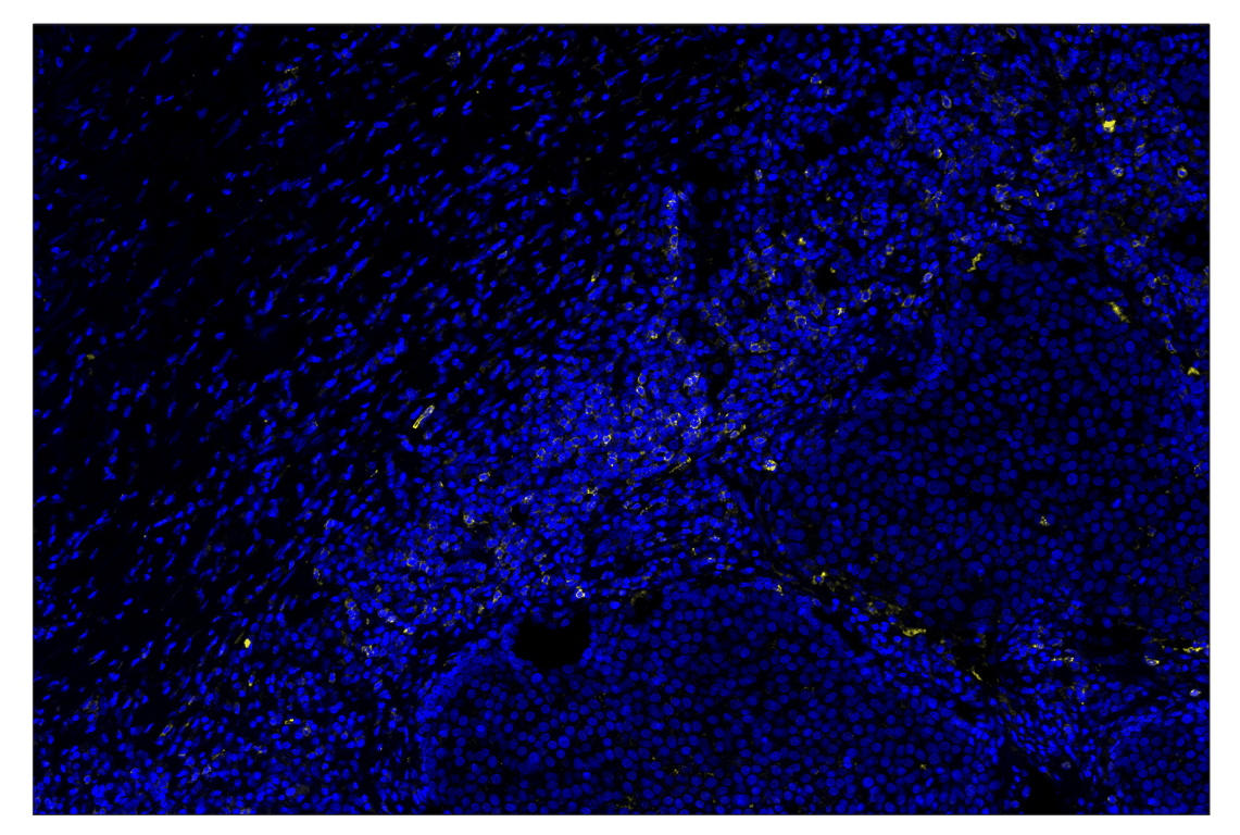 Immunohistochemistry Image 3: CD62L/L-Selectin (E7X9I) & CO-0182-488 SignalStar<sup>™</sup> Oligo-Antibody Pair