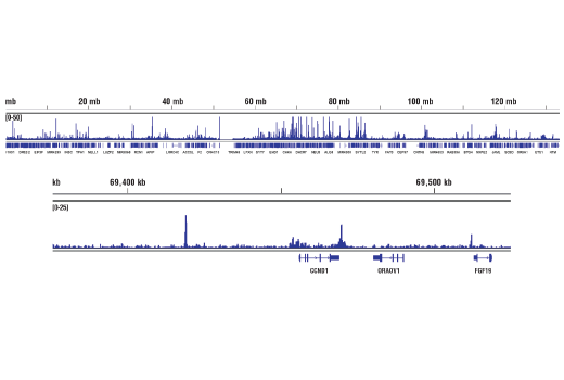 Chromatin Immunoprecipitation Image 2: SRC-3 (5E11) Rabbit Monoclonal Antibody