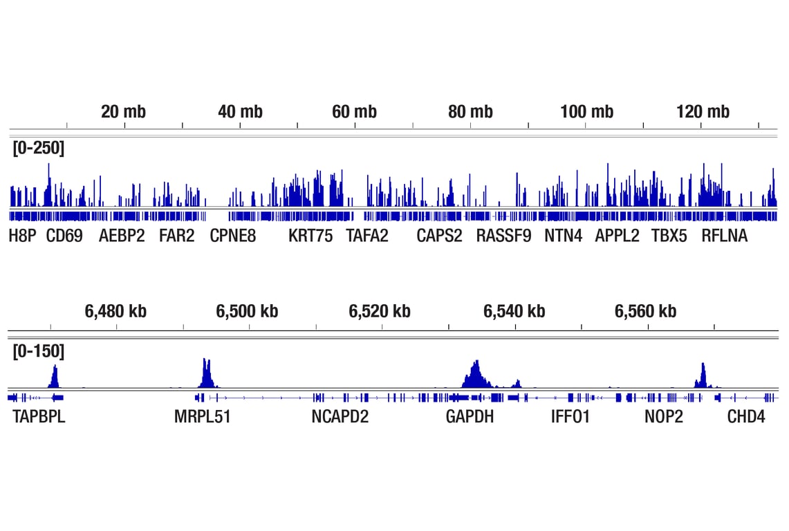 CUT & Tag Image 1: Tri-Methyl-Histone H3 (Lys4) (C42D8) Rabbit Monoclonal Antibody