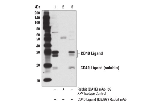 Immunoprecipitation Image 2: CD40 Ligand (D5J9Y) Rabbit Monoclonal Antibody