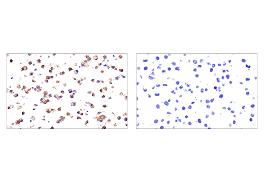 Immunohistochemistry Image 4: GITR (E9O9H) Rabbit mAb