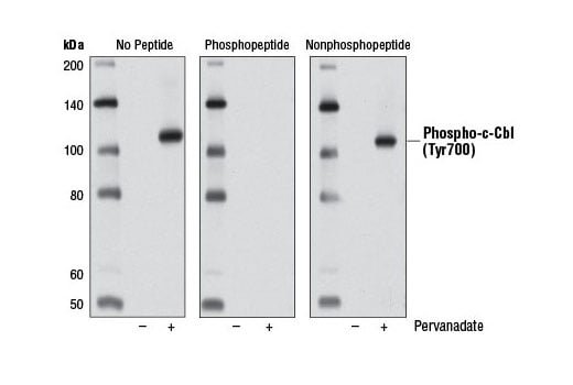 undefined Image 18: Phospho-EGF Receptor Pathway Antibody Sampler Kit