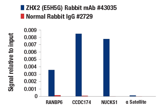 Chromatin Immunoprecipitation Image 1: ZHX2 (E5H5G) Rabbit Monoclonal Antibody