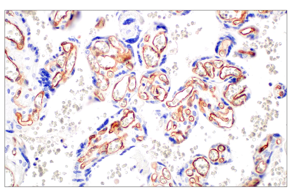Immunohistochemistry Image 5: CD93/C1qR (E5H9B) Rabbit Monoclonal Antibody