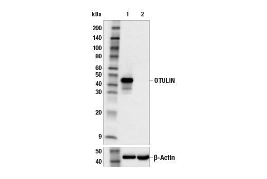 Western Blotting Image 2: OTULIN (E3B8L) Rabbit Monoclonal Antibody
