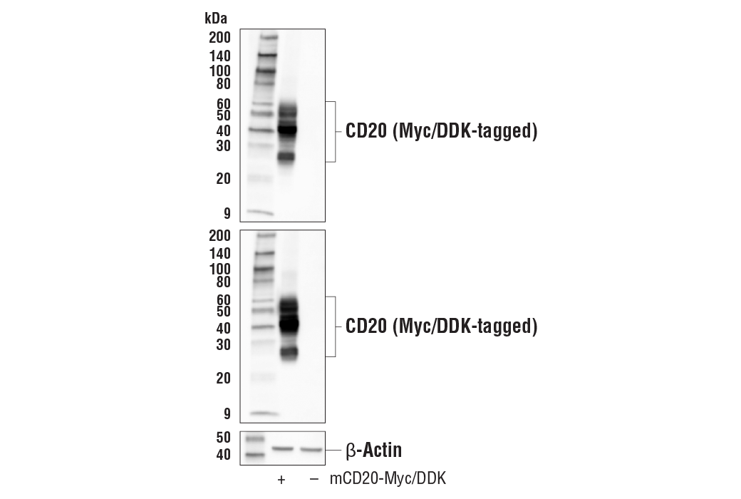 Western Blotting Image 3: CD20 (E3N7O) Rabbit Monoclonal Antibody (BSA and Azide Free)