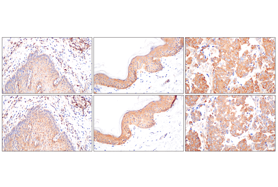 Immunohistochemistry Image 7: WNK1 (F1O3U) Rabbit Monoclonal Antibody