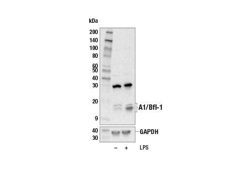 Western Blotting Image 2: A1/Bfl-1 (E4P2I) Rabbit Monoclonal Antibody