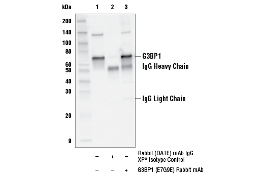 Immunoprecipitation Image 1: G3BP1 (E7G9E) Rabbit Monoclonal Antibody