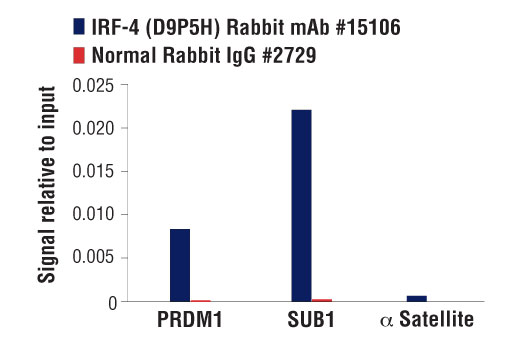 Chromatin Immunoprecipitation Image 1: IRF-4 (D9P5H) Rabbit Monoclonal Antibody