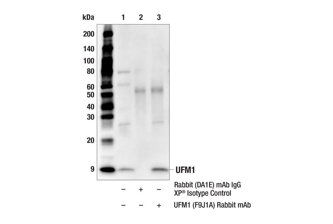 Immunoprecipitation Image 1: UFM1 (F9J1A) Rabbit Monoclonal Antibody