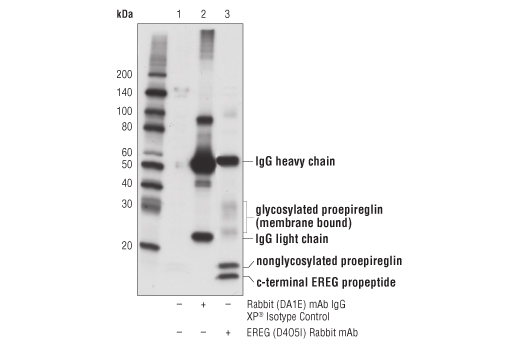 undefined Image 11: Cancer-associated Growth Factor Antibody Sampler Kit