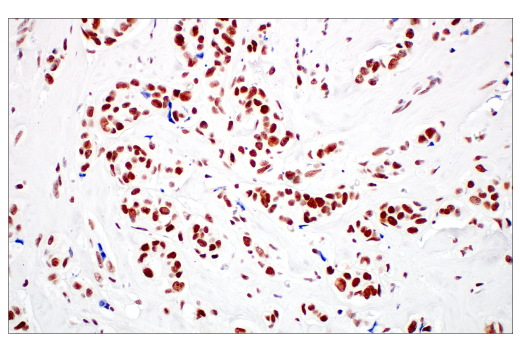 Immunohistochemistry Image 5: XRCC1 (E4A3V) Rabbit Monoclonal Antibody