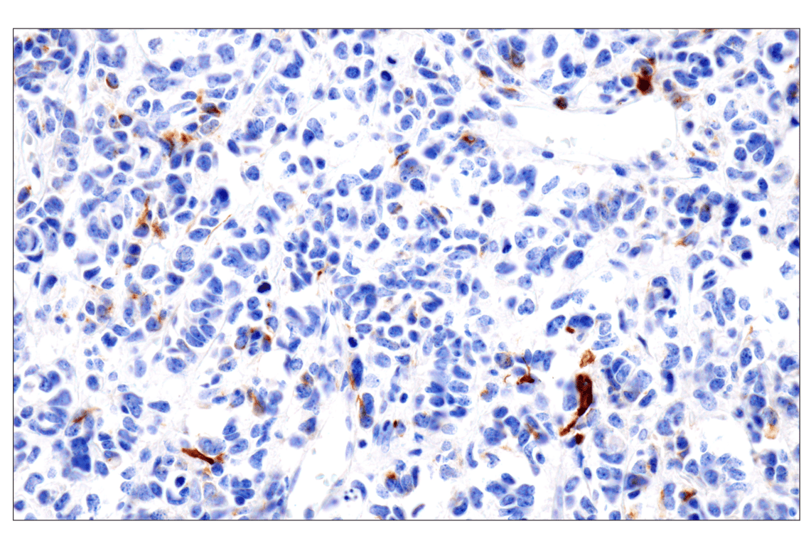 Immunohistochemistry Image 2: GFAP (E4L7M) XP<sup>®</sup> Rabbit mAb (BSA and Azide Free)