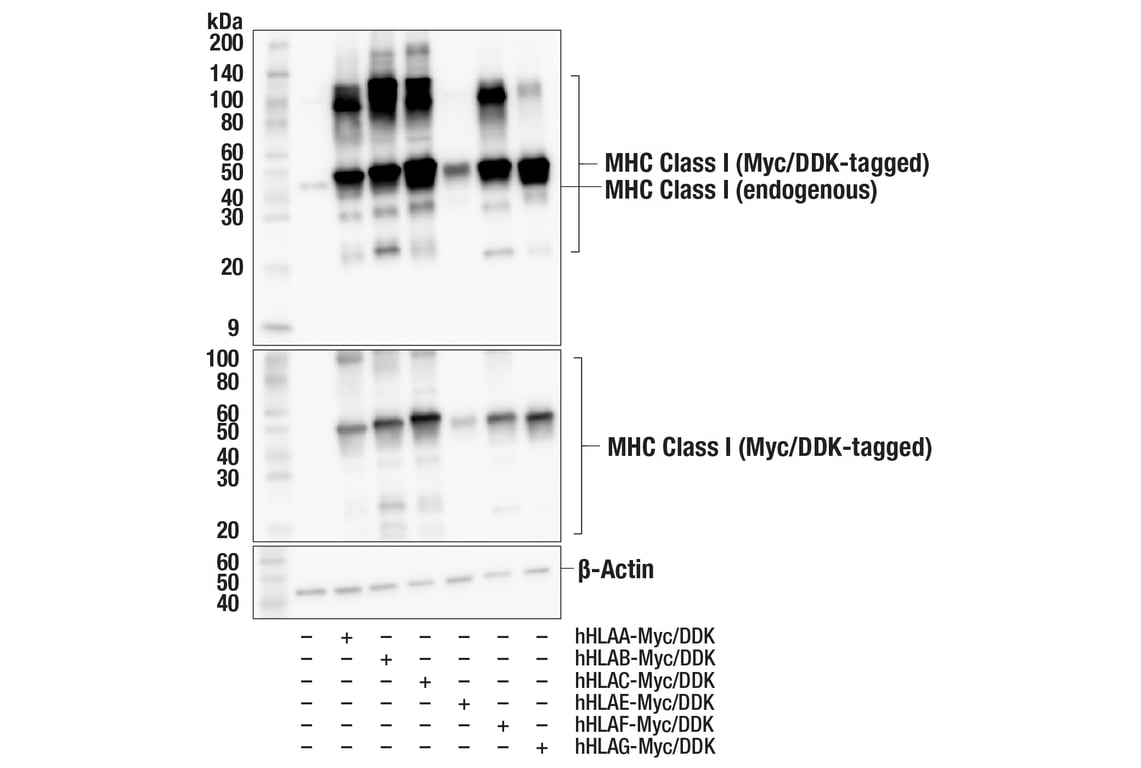 Western Blotting Image 2: MHC Class I (E6L8F) Rabbit Monoclonal Antibody