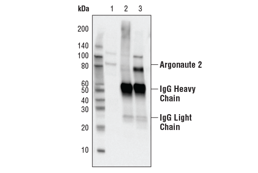 Immunoprecipitation Image 1: Argonaute 2 (C34C6) Rabbit Monoclonal Antibody