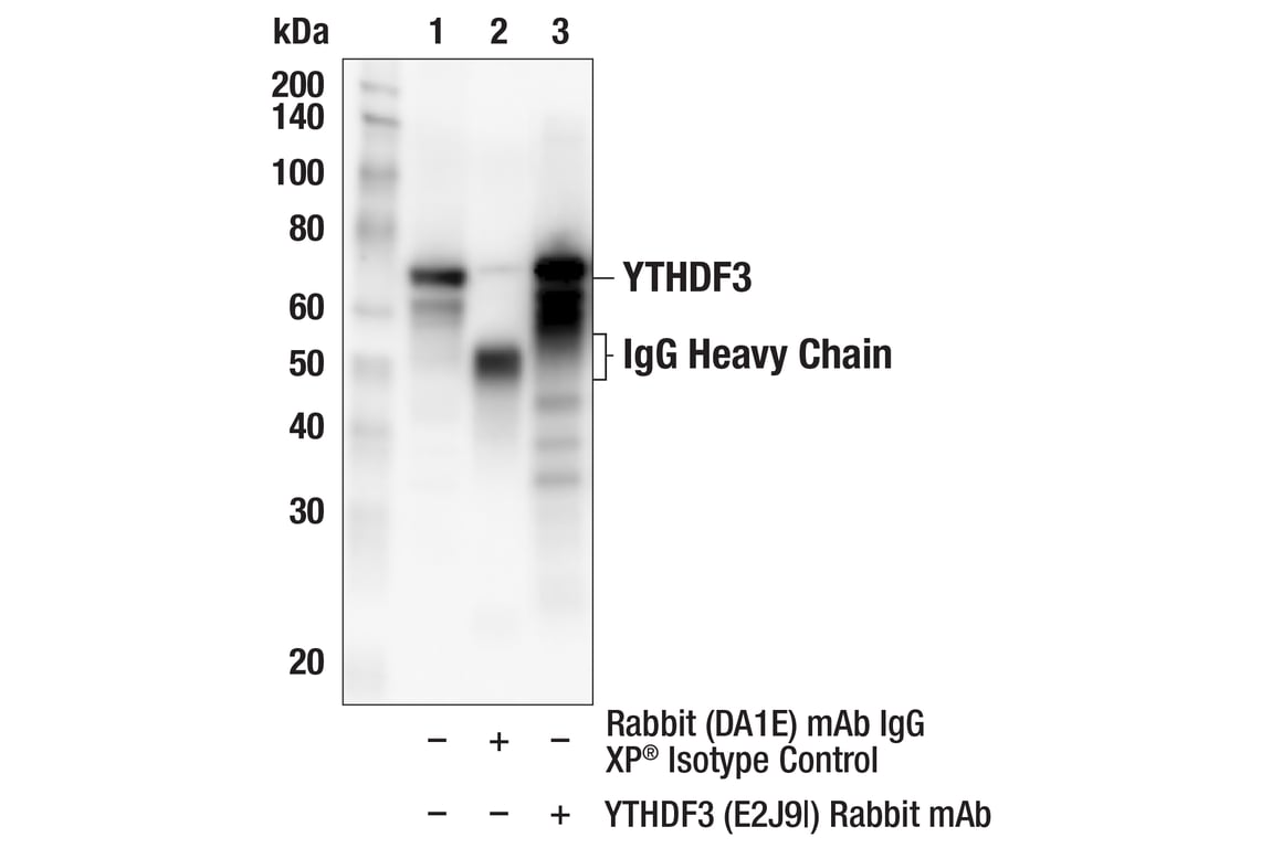 Immunoprecipitation Image 1: YTHDF3 (E2J9I) Rabbit Monoclonal Antibody