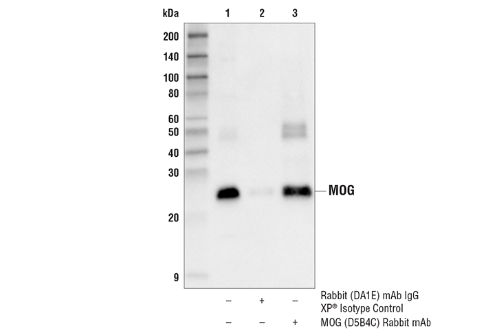 Immunoprecipitation Image 1: MOG (D5B4C) Rabbit Monoclonal Antibody