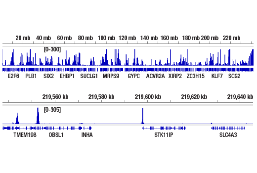 CUT & RUN Image 2: SP1 (D4C3) Rabbit Monoclonal Antibody