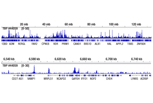 CUT & RUN Image 2: TBP (D5C9H) Rabbit Monoclonal Antibody