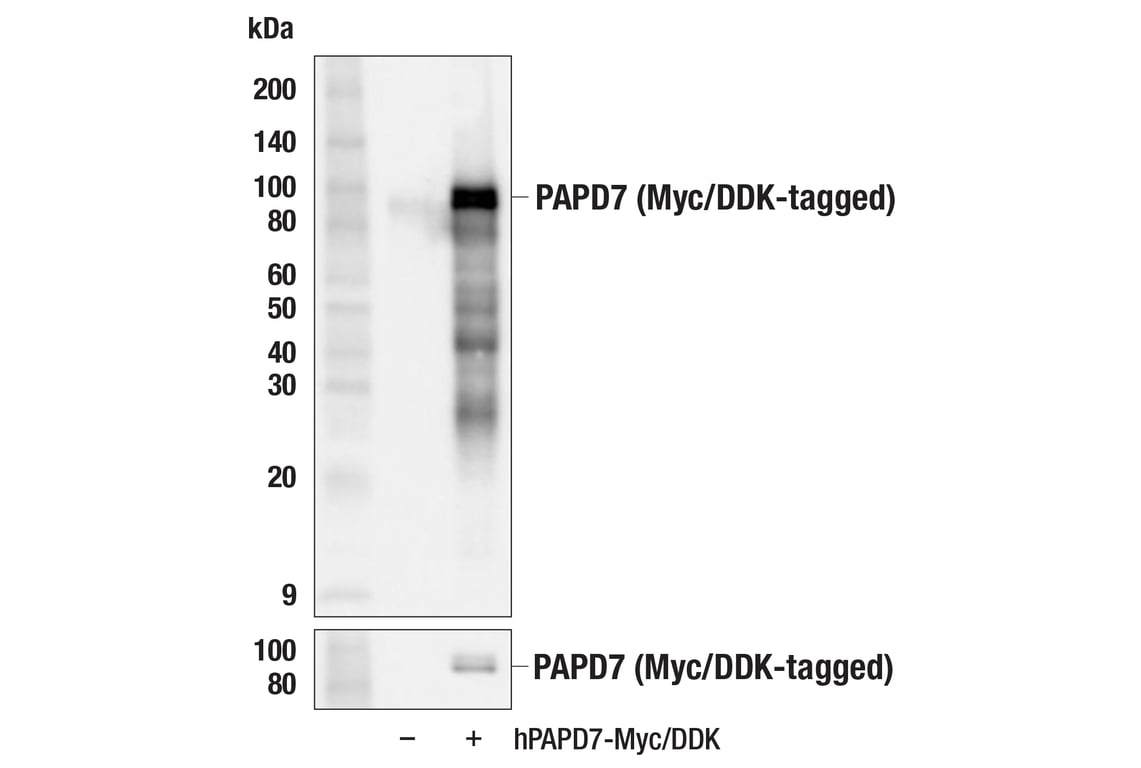 Western Blotting Image 2: PAPD7 (F1Q9R) Rabbit Monoclonal Antibody