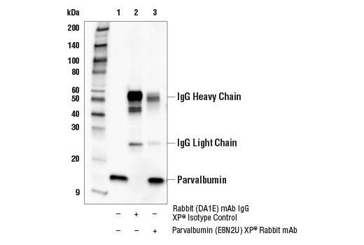 Immunoprecipitation Image 1: Parvalbumin (E8N2U) Rabbit Monoclonal Antibody
