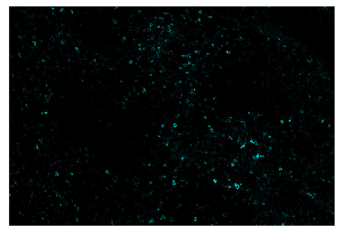 Immunohistochemistry Image 5: Phospho-SLP-76 (Ser376) (E3G9U) & CO-0018-488 SignalStar<sup>™</sup> Oligo-Antibody Pair