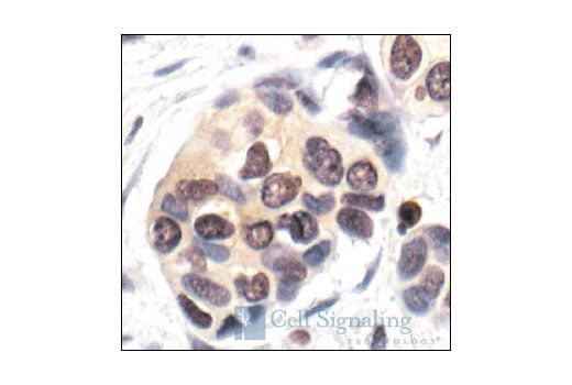 Immunohistochemistry Image 1: Ubiquitin (P4D1) Mouse Monoclonal Antibody (BSA and Azide Free)