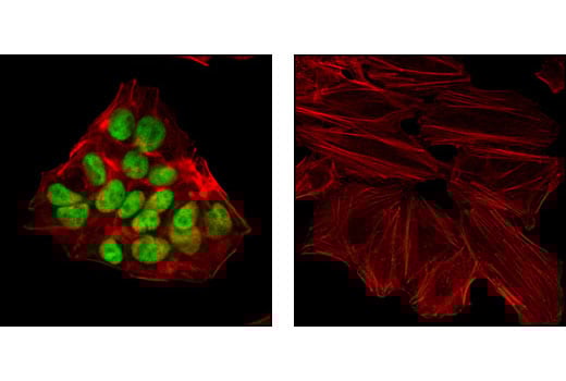 Immunofluorescence Image 1: HNF-4 alpha (C11F12) Rabbit Monoclonal Antibody (BSA and Azide Free)
